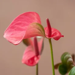 Anthurium Pink Champion ('Antinkeles') (PBR) -Deals Green4Ever Store pl2000032090 card3 lg