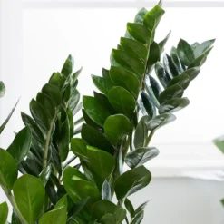 Zamioculcas Zamiifolia -Deals Green4Ever Store pl2000032091 card4 lg