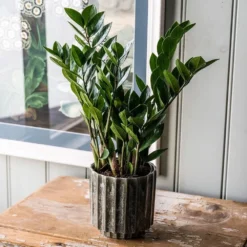 Zamioculcas Zamiifolia -Deals Green4Ever Store pl2000032091 card5 lg
