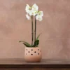 Phalaenopsis Grandiflorum 'White'
