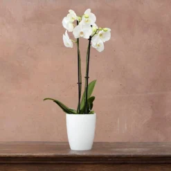Phalaenopsis Grandiflorum 'White' -Deals Green4Ever Store pl2000032092 card2 lg