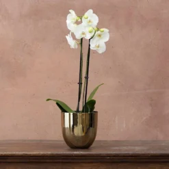 Phalaenopsis Grandiflorum 'White' -Deals Green4Ever Store pl2000032092 card3 lg