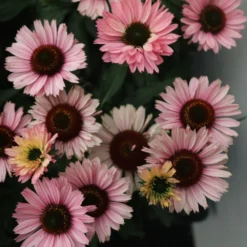 Echinacea SunSeekers Salmon ('IFECSSSAL') (PBR) (SunSeekers Series) 7 Echinacea SunSeekers Salmon ('IFECSSSAL') (PBR) (SunSeekers Series) -Deals Green4Ever Store pl2000033448 card3 lg