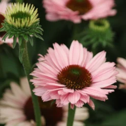 Echinacea SunSeekers Salmon ('IFECSSSAL') (PBR) (SunSeekers Series) 8 Echinacea SunSeekers Salmon ('IFECSSSAL') (PBR) (SunSeekers Series) -Deals Green4Ever Store pl2000033448 card4 lg