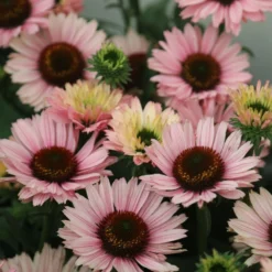 Echinacea SunSeekers Salmon ('IFECSSSAL') (PBR) (SunSeekers Series) 9 Echinacea SunSeekers Salmon ('IFECSSSAL') (PBR) (SunSeekers Series) -Deals Green4Ever Store pl2000033448 card5 lg
