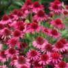 Echinacea Delicious Candy ('Noortdeli') (PBR)