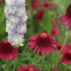 Echinacea Delicious Candy ('Noortdeli') (PBR) -Deals Green4Ever Store pl2000033449 card4 lg