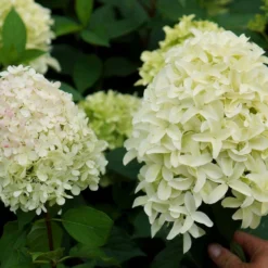 Hydrangea Paniculata Skyfall ('Frenne') (PBR) -Deals Green4Ever Store pl2000033503 card2 lg
