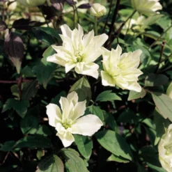 Clematis 'Star' (PBR) -Deals Green4Ever Store pl2000033504 card2 lg