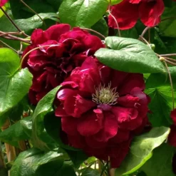 Clematis Charmaine ('Evipo022') (PBR) -Deals Green4Ever Store pl2000033505 card2 lg