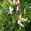 Lonicera Japonica 'Dart's World'