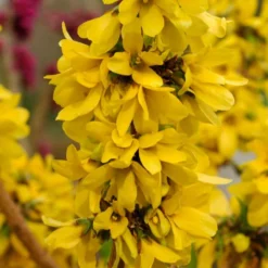 Forsythia × Intermedia Mikador ('Minfor6') (PBR) -Deals Green4Ever Store pl2000033512 card2 lg