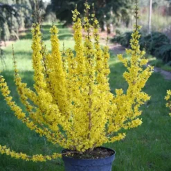 Forsythia × Intermedia Mikador ('Minfor6') (PBR) -Deals Green4Ever Store pl2000033512 card3 lg