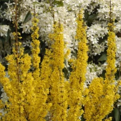 Forsythia × Intermedia Mikador ('Minfor6') (PBR) -Deals Green4Ever Store pl2000033512 card5 lg