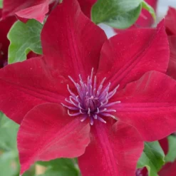 Clematis Nubia ('Evipo079') (PBR)