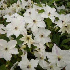 Clematis Forever Friends ('Zofofri') (PBR) -Deals Green4Ever Store pl2000033515 card2 lg