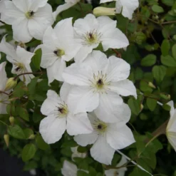 Clematis Forever Friends ('Zofofri') (PBR) -Deals Green4Ever Store pl2000033515 card3 lg