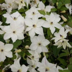 Clematis Forever Friends ('Zofofri') (PBR) -Deals Green4Ever Store pl2000033515 card4 lg