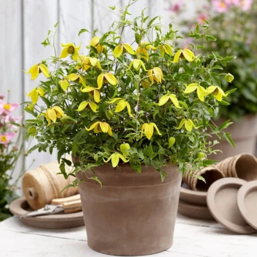 Clematis Little Lemons ('Zo14100') (PBR) -Deals Green4Ever Store pl2000033527