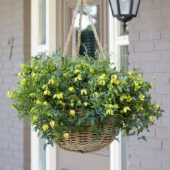 Clematis Little Lemons ('Zo14100') (PBR) -Deals Green4Ever Store pl2000033527 card10 lg