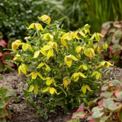 Clematis Little Lemons ('Zo14100') (PBR) -Deals Green4Ever Store pl2000033527 card3 lg