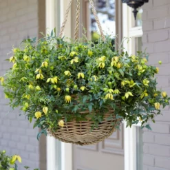 Clematis Little Lemons ('Zo14100') (PBR) -Deals Green4Ever Store pl2000033527 card6 lg