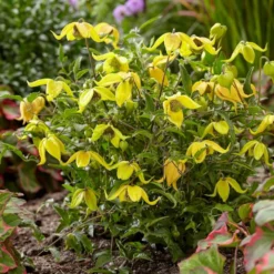Clematis Little Lemons ('Zo14100') (PBR) -Deals Green4Ever Store pl2000033527 card7 lg