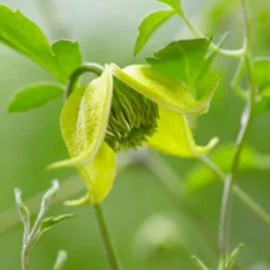 Clematis Little Lemons ('Zo14100') (PBR) -Deals Green4Ever Store pl2000033527 card8 lg