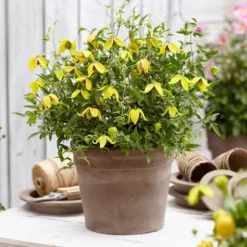 Clematis Little Lemons ('Zo14100') (PBR) -Deals Green4Ever Store pl2000033527 card9 lg