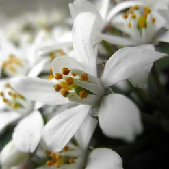 Choisya × Dewitteana White Dazzler ('Londaz') (PBR) -Deals Green4Ever Store pl2000033539 card2 lg