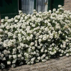 Choisya × Dewitteana White Dazzler ('Londaz') (PBR) -Deals Green4Ever Store pl2000033539 card3 lg