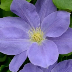 Clematis Diana's Delight ('Evipo026') (PBR) (Boulevard Series) -Deals Green4Ever Store pl2000033540 card2 lg