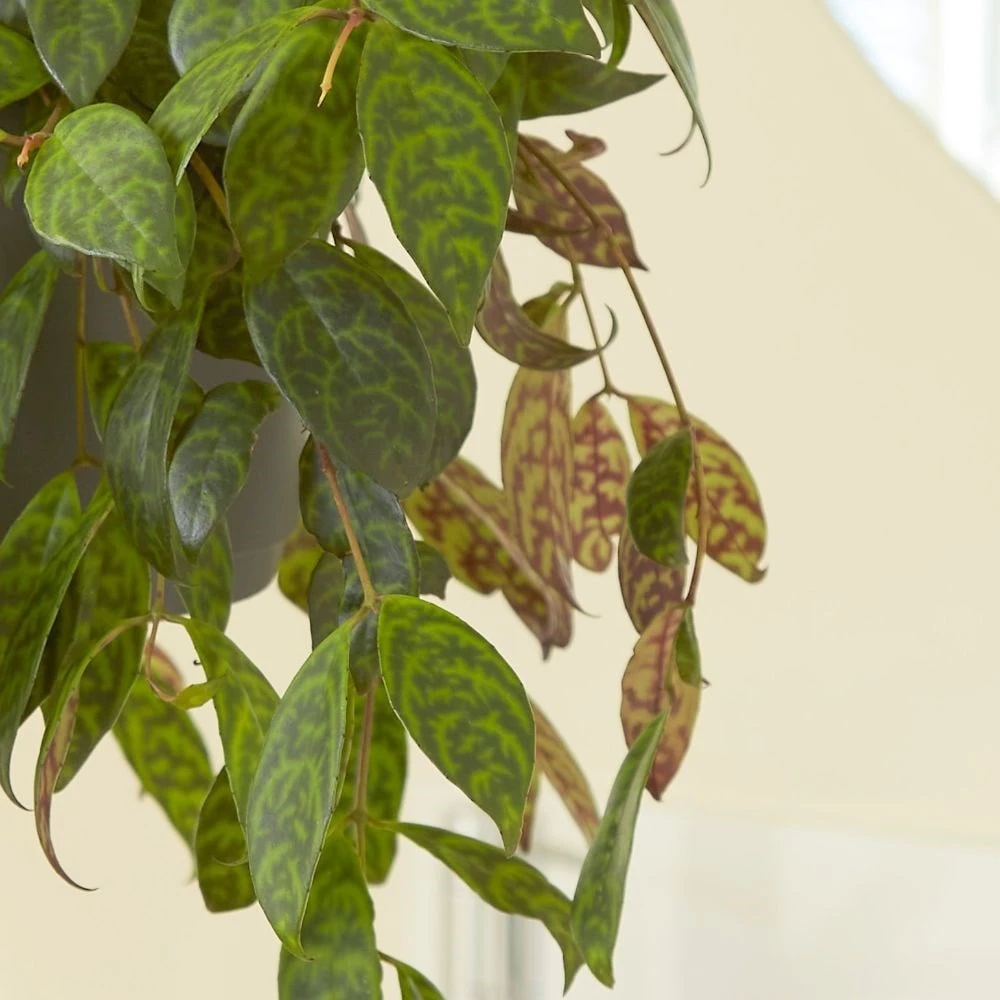 Aeschynanthus Longicaulis 2 Aeschynanthus Longicaulis - Image 2