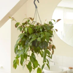 Aeschynanthus Longicaulis 5 Aeschynanthus Longicaulis -Deals Green4Ever Store pl2000033576 card3 lg