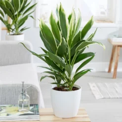 Cordyline Fruticosa 'Conga' -Deals Green4Ever Store pl2000033582 card3 lg