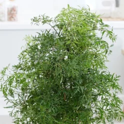 Polyscias Fruticosa 'Ming' -Deals Green4Ever Store pl2000033598 card2 lg