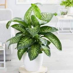 Dieffenbachia 'Tropic Snow' -Deals Green4Ever Store pl2000033600 card3 lg