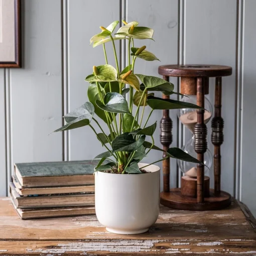 Anthurium Vanilla Champion -Deals Green4Ever Store pl2000033604