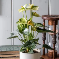 Anthurium Vanilla Champion -Deals Green4Ever Store pl2000033604 card3 lg