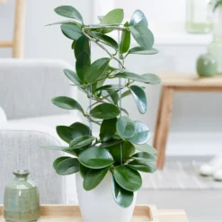 Hoya Australis -Deals Green4Ever Store pl2000033605 card4 lg