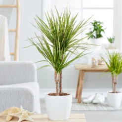 Dracaena Marginata 'Sunray' (PBR) -Deals Green4Ever Store pl2000033607 card3 lg