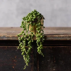 Curio Rowleyanus -Deals Green4Ever Store pl2000033731 card2 lg