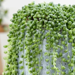 Curio Rowleyanus -Deals Green4Ever Store pl2000033731 card4 lg