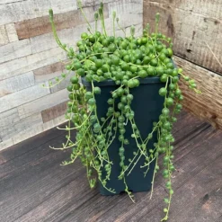 Curio Rowleyanus -Deals Green4Ever Store pl2000033731 card5 lg