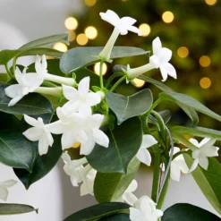 Stephanotis Floribunda -Deals Green4Ever Store pl2000034245 card2 lg