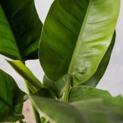 Philodendron 'Imperial Green' -Deals Green4Ever Store pl2000034365 card3 lg