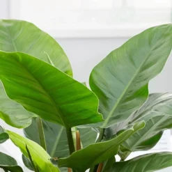 Philodendron 'Imperial Green' -Deals Green4Ever Store pl2000034365 card4 lg