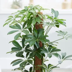 Schefflera Arboricola 'Nora' -Deals Green4Ever Store pl2000034367 card4 lg