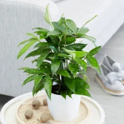 Dracaena Surculosa -Deals Green4Ever Store pl2000034374 card3 lg