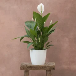 Spathiphyllum Bingo Cupido ('Spapril') (PBR) -Deals Green4Ever Store pl2000034375 card3 lg